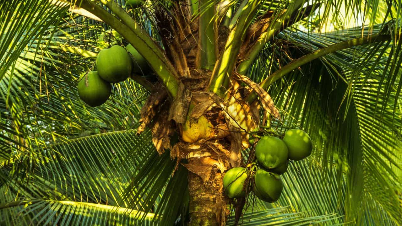 Coconut: സര്‍ക്കാര്‍ ഭൂമിയില്‍ നിന്നും തേങ്ങ പറിക്കുന്നവര്‍ക്ക് കനത്ത ശിക്ഷ