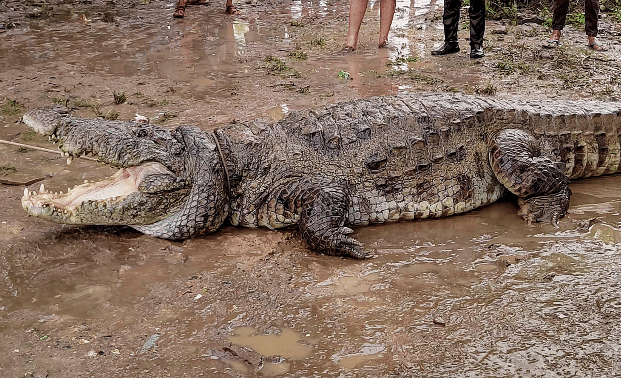Sheedi Community: ഇവർക്ക് ‘മുതല’ ദൈവമാണ്, കൂടെ പൂജയും നേർച്ചകളും; ഈ സ്ഥലം ഇന്ത്യക്ക് വളരെ അടുത്ത്…