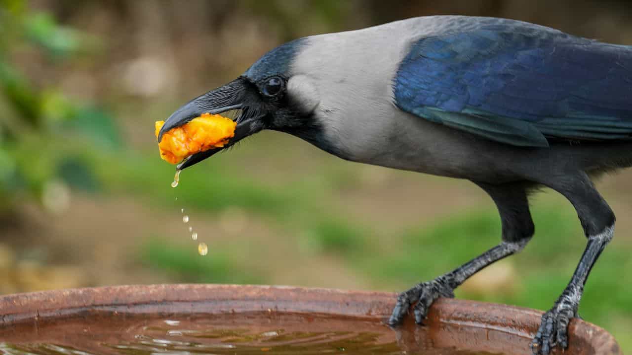 മുറ്റമടിക്കുമ്പോൾ സ്വർണമാല ചൂലിൽ കുടുങ്ങി, കോണിപ്പടിയിൽ മാറ്റിവെച്ച മാല കാക്ക കട്ടോണ്ടു പോയി