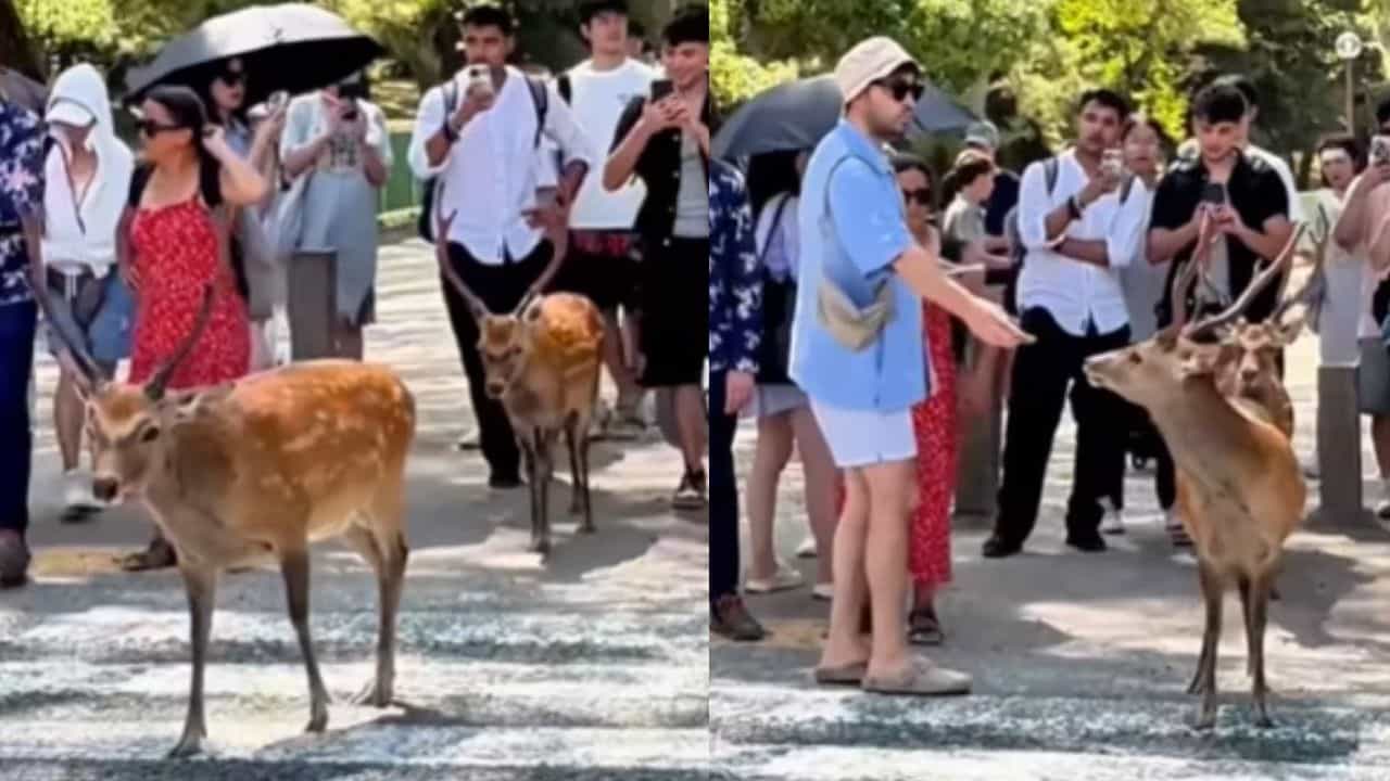 Viral Video: ഇവിടെ മൃഗങ്ങളും നിയമം പാലിക്കും! സീബ്രാലൈനിലൂടെ റോഡ് മുറിച്ചുകടന്ന് മാനുകൾ, വൈറലായി വീഡിയോ