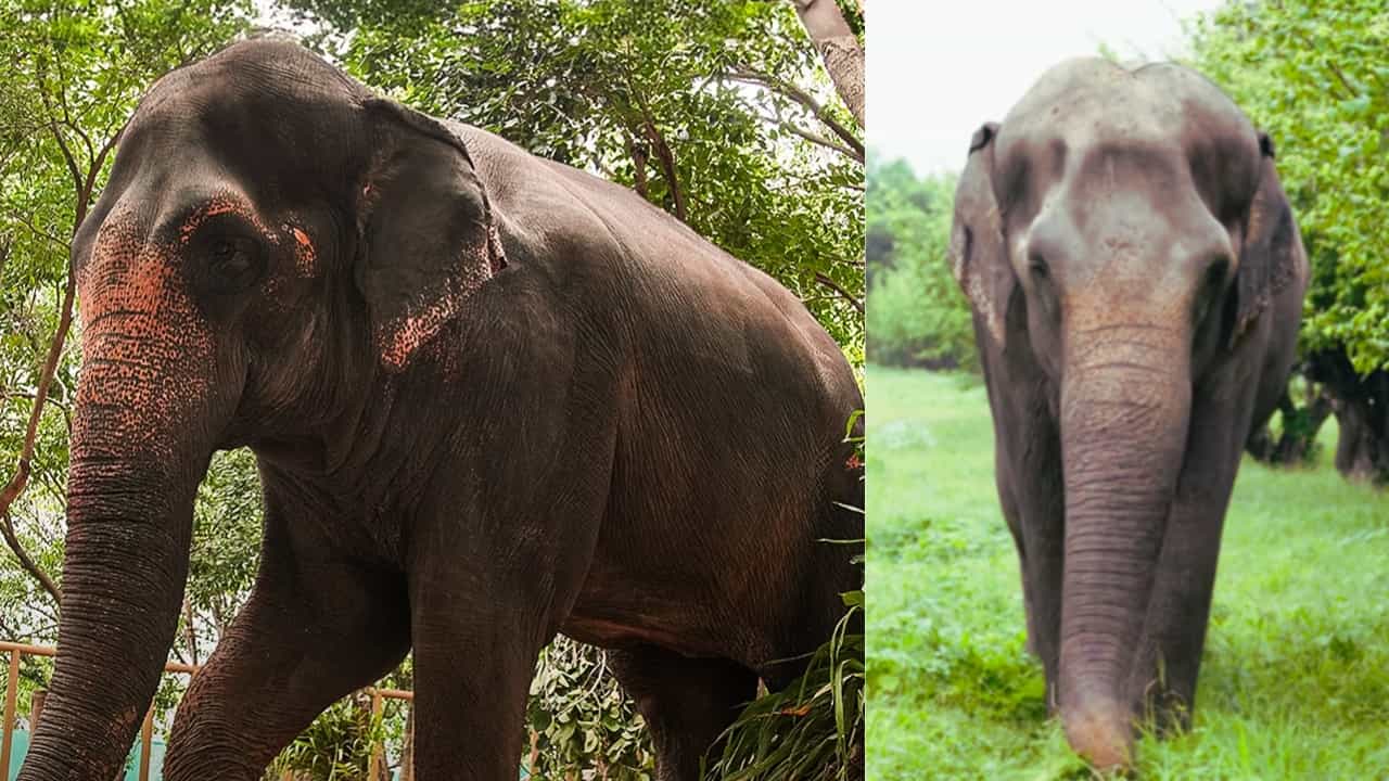 Elephant Mahadevi: ഒരാനക്കായി ആയിരങ്ങളുടെ നിശബ്ദ റാലി, ആരാണ് കോലാപ്പൂരിലെ മഹാദേവി