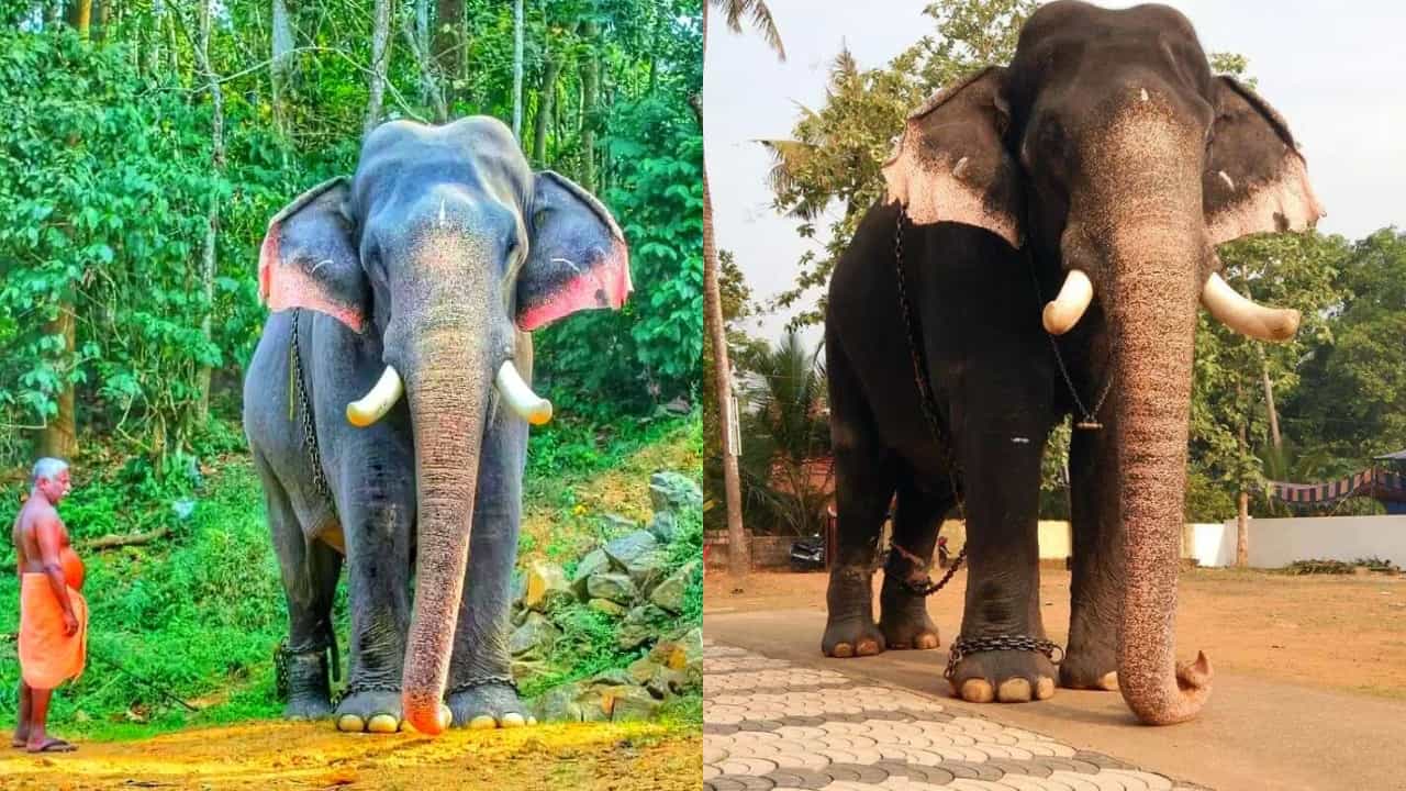 Erattupetta Ayyappan : കൊമ്പൻ ഈരാറ്റുപേട്ട അയ്യപ്പന്‍ ചെരിഞ്ഞു