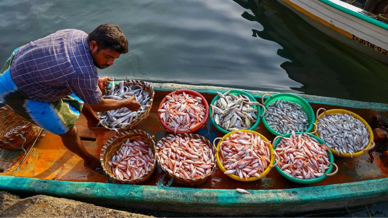 Kerala Fish Price Drop: മീൻ വിലയിൽ ആശ്വാസം; മത്തിക്കും അയിലയ്ക്കും വില പകുതി