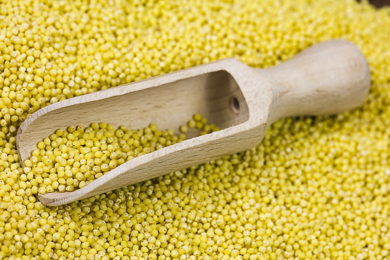 കുറഞ്ഞ ഗ്ലൈസെമിക് സൂചികയുള്ളതിനാൽ, മില്ലറ്റ് രക്തത്തിലെ പഞ്ചസാരയുടെ അളവ് വളരെ കുറഞ്ഞ രീതിയിൽ മാത്രമെ ഉല്പാദിപ്പിക്കൂ. ഇത് നിങ്ങളിൽ ഗ്ലൂക്കോസിന്റെ പെട്ടെന്നുള്ള കുതിച്ചുചാട്ടം തടയുന്നു. അതുകൊണ്ട് തന്നെ പ്രമേഹരോഗികൾക്കും ഇൻസുലിൻ സംവേദനക്ഷമത മെച്ചപ്പെടുത്താൻ ആഗ്രഹിക്കുന്നവർക്കും അനുയോജ്യമായ ഭക്ഷണമാണിത്. (Image Credits: Gettyimages)