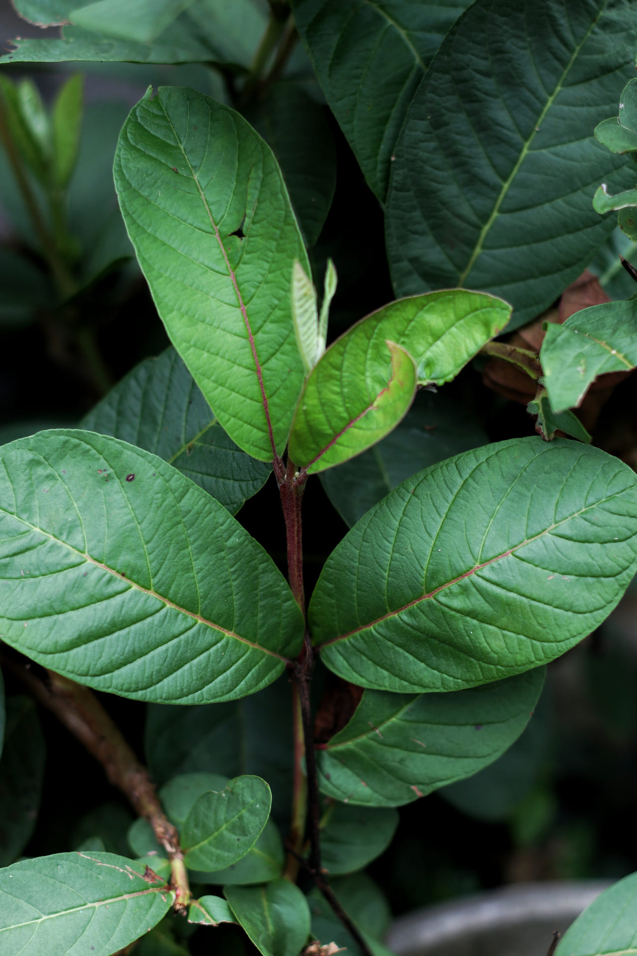 പേരക്ക ഇലകൾ വിറ്റാമിൻ എ യുടെ പ്രധാന ഉറവിടമാണ്. ഇത് കാഴ്ചയ്ക്ക് അത്യാവശ്യമായ ഘടകമാണ്. പേരയിലയിലെ വിറ്റാമിൻ എ ചർമ്മത്തിന്റെ ആരോഗ്യം നിലനിർത്തുന്നതിലും രോഗപ്രതിരോധശേഷി വർദ്ധിപ്പിക്കുന്നതിലും ശരിയായ വളർച്ചയ്ക്കും കോശ വികാസത്തിനും പിന്തുണ നൽകുകയും ചെയ്യുന്നു. പേര ഇല ചായയോ സത്തുകളോ കഴിക്കുന്നതിലൂടെ വിറ്റാമിൻ സി, ഫ്ലേവനോയ്ഡുകൾ പോലുള്ള മറ്റ് ആന്റിഓക്സിഡന്റുകളും നിങ്ങളിലേക്ക് എത്തുന്നു. (Image Credits: Getty Images)