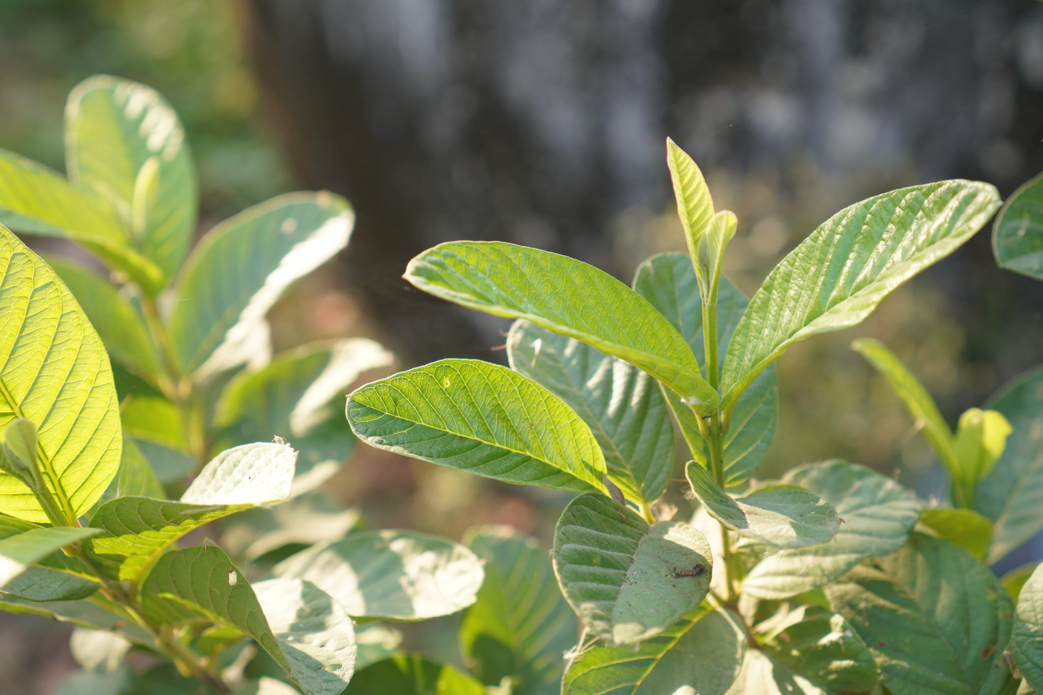 4-5 പേരയില നന്നായി കഴുകി അവയിലെ പൊടിയും അഴുക്കും നീക്കം ചെയ്യുക. ഒരു പാനിൽ 2 കപ്പ് വെള്ളം തിളപ്പിക്കാൻ വയ്ക്കുക. തുടർന്ന് ഇലകൾ അതിലേക്ക് ഇടുക. 10-12 മിനിറ്റ് കുറഞ്ഞ തീയിൽ തിളപ്പിക്കണം. ശേഷം തീ ഓഫ് ചെയ്ത് മൂടിവയ്ക്കുക. പിന്നീട് ഒരു ടീ ബാഗ് ഇട്ട് ചായ 5 മിനിറ്റ് കൂടി വയ്ക്കുക. ശേഷം നിങ്ങൾക്ക് ഒരു കപ്പിലേക്ക് അരിച്ചെടുക്കാം. ആവശ്യമെങ്കിൽ തേനോ നാരങ്ങയോ ചേർത്ത് കുടിക്കാവുന്നതാണ്. (Image Credits: Getty Images)