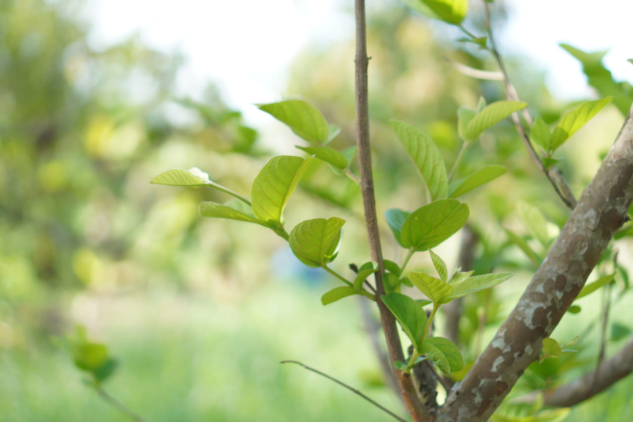 നാഷണൽ ലൈബ്രറി ഓഫ് മെഡിസിൻ നടത്തിയ പഠനമനുസരിച്ച്, പേരയിലയിലെ ബയോആക്ടീവ് കെമിക്കൽ സംയുക്തങ്ങളുടെ സാന്നിധ്യം മനുഷ്യശരീരത്തിലെ വിവിധ ശാരീരിക, ഉപാപചയ പ്രവർത്തനങ്ങൾ മെച്ചപ്പെടുത്തുമെന്ന് കണ്ടെത്തിയിട്ടുണ്ട്. പ്രമേഹം, കാൻസർ, ഗ്യാസ്ട്രോഇന്റസ്റ്റൈനൽ, ന്യൂറോഡീജനറേറ്റീവ്, ഹൃദയ സംബന്ധമായ അസുഖങ്ങൾ എന്നിവയുൾപ്പെടെയുള്ള വിട്ടുമാറാത്ത രോഗങ്ങൾ പരിഹരിക്കാൻ ഇതിലെ സംയുക്തങ്ങൾ പ്രധാന പങ്ക് വഹിക്കുന്നു. (Image Credits: Getty Images)