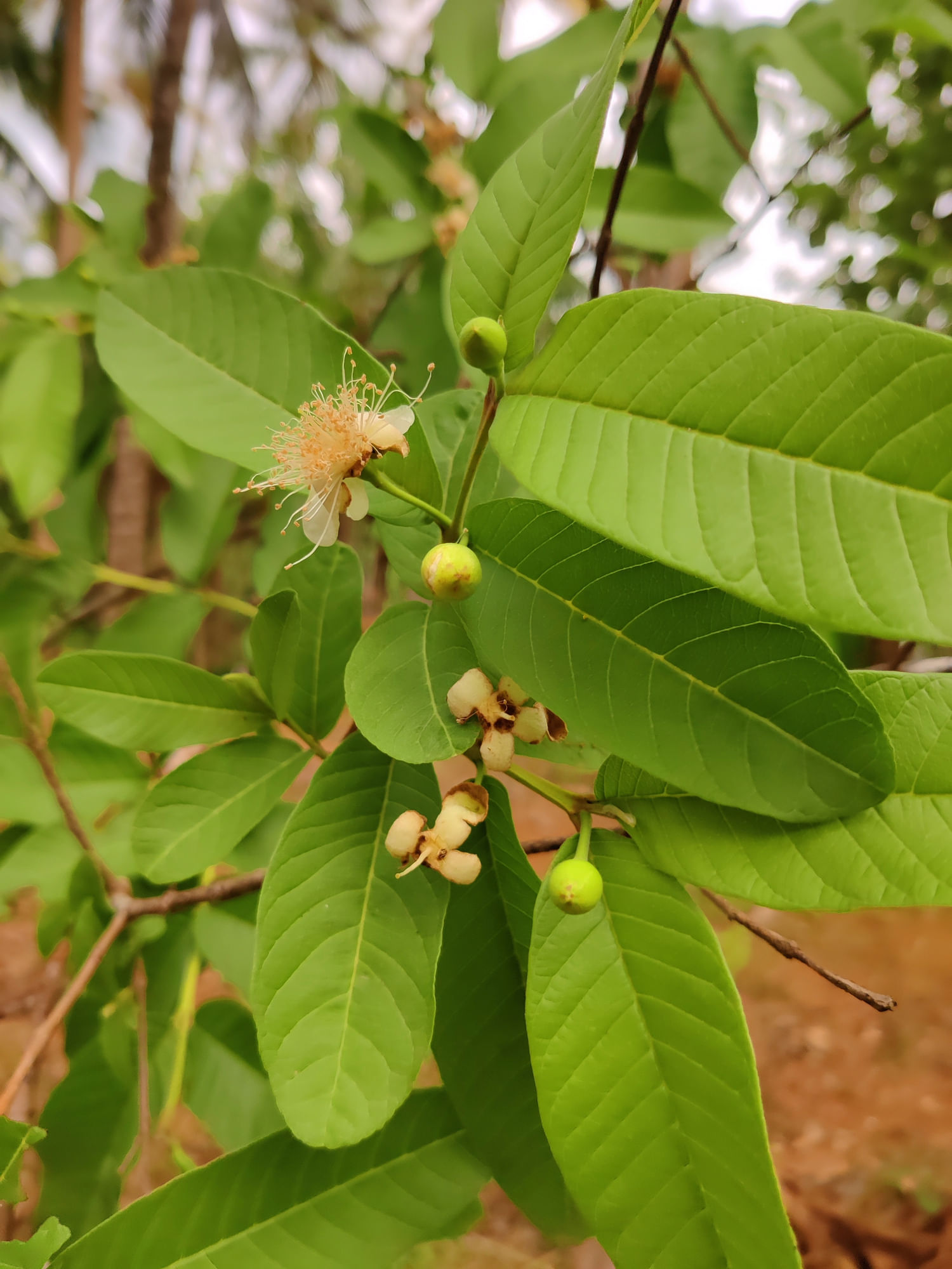 ആന്റിഓക്സിഡന്റുകൾ, ആന്റി-ഇൻഫ്ലമേറ്ററി സംയുക്തങ്ങൾ, സസ്യാധിഷ്ഠിത പോഷകങ്ങൾ എന്നിവയാൽ ഗുണങ്ങളേറെയുള്ള ഒന്നാണ് പേരയില. ക്വെർസെറ്റിൻ പോലുള്ള ഫ്ലേവനോയ്ഡുകളും, കൂടാതെ ആന്റിമൈക്രോബയൽ ഗുണങ്ങളും ഇവയെ കൂടുതൽ ആരോഗ്യകരമാക്കുന്നു. സാധാരണ പേരയില ഉപയോഗിച്ച് വെള്ളം തിളപ്പിച്ച് കുടിക്കാറുണ്ട്. എന്നാൽ അടുത്തിടെയായി ജനശ്രദ്ധ പിടിച്ചുപറ്റിയ ഒന്നാണ് പേരയിലകൊണ്ടുള്ള ചായ. ഇവ ആരോഗ്യകരമായ ചർമ്മത്തെ പ്രോത്സാഹിപ്പിക്കുകയും കണ്ണുകളുടെ ആരോഗ്യം വർദ്ധിപ്പിക്കുകയും ചെയ്യുമെന്ന് ചില പഠനം പറയപ്പെടുന്നു. (Image Credits: Getty Images)