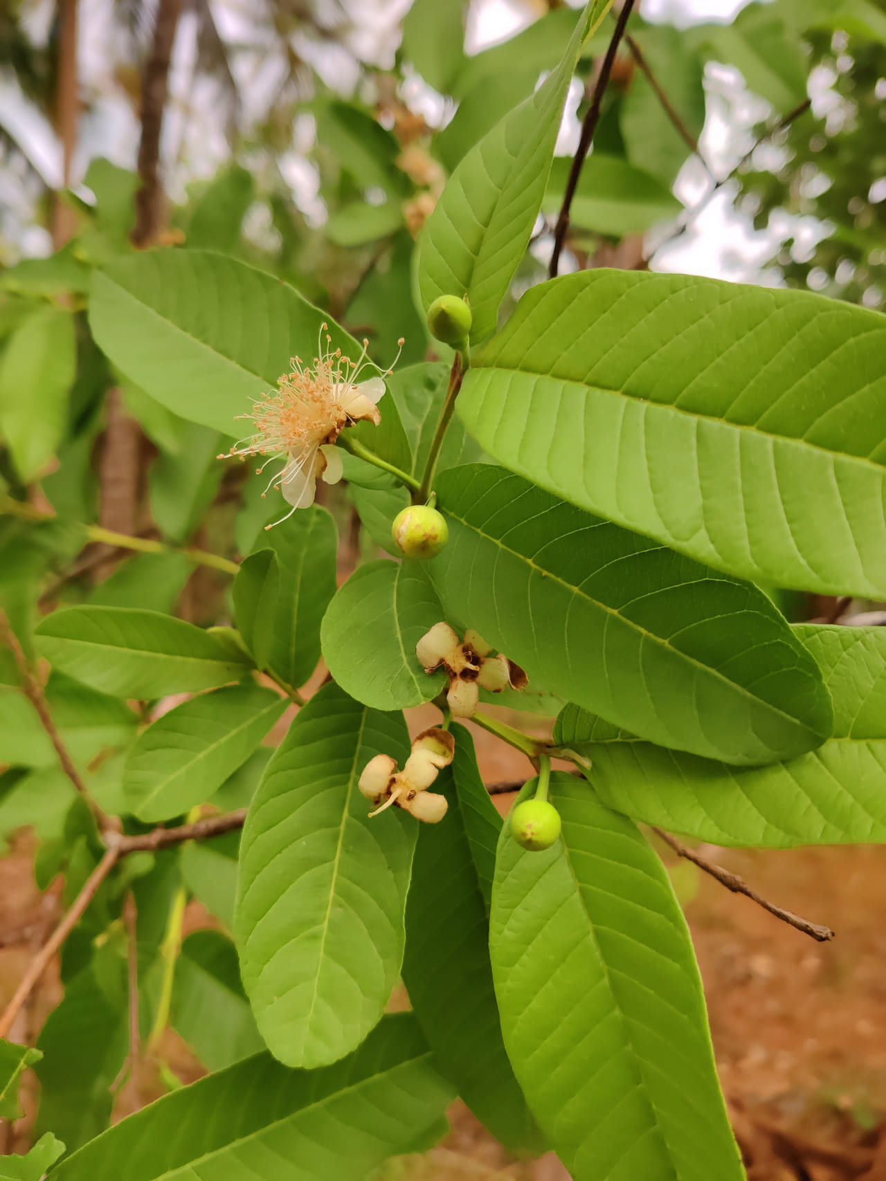 ആന്റിഓക്സിഡന്റുകൾ, ആന്റി-ഇൻഫ്ലമേറ്ററി സംയുക്തങ്ങൾ, സസ്യാധിഷ്ഠിത പോഷകങ്ങൾ എന്നിവയാൽ ഗുണങ്ങളേറെയുള്ള ഒന്നാണ് പേരയില. ക്വെർസെറ്റിൻ പോലുള്ള ഫ്ലേവനോയ്ഡുകളും, കൂടാതെ ആന്റിമൈക്രോബയൽ ഗുണങ്ങളും ഇവയെ കൂടുതൽ ആരോഗ്യകരമാക്കുന്നു. സാധാരണ പേരയില ഉപയോഗിച്ച് വെള്ളം തിളപ്പിച്ച് കുടിക്കാറുണ്ട്. എന്നാൽ അടുത്തിടെയായി ജനശ്രദ്ധ പിടിച്ചുപറ്റിയ ഒന്നാണ് പേരയിലകൊണ്ടുള്ള ചായ. ഇവ ആരോഗ്യകരമായ ചർമ്മത്തെ പ്രോത്സാഹിപ്പിക്കുകയും കണ്ണുകളുടെ ആരോഗ്യം വർദ്ധിപ്പിക്കുകയും ചെയ്യുമെന്ന് ചില പഠനം പറയപ്പെടുന്നു. (Image Credits: Getty Images)