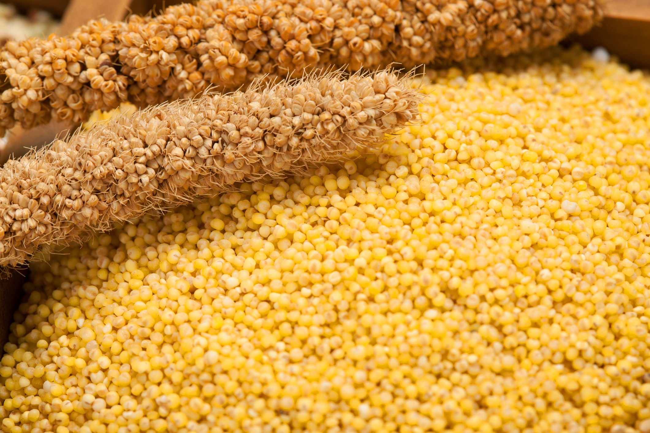 ഊർജ്ജം, ദഹനം, മൊത്തത്തിലുള്ള ഉന്മേഷം എന്നിവയാണ് മില്ലറ്റ് കഴിക്കുന്നതിലൂടെ പ്രധാനമായും ലഭിക്കുന്നത്. അവശ്യ വിറ്റാമിനുകൾ, ധാതുക്കൾ, ഭക്ഷണ നാരുകൾ എന്നിവ മില്ലറ്റുകളിൽ ധാരാളം അടങ്ങിയിട്ടുണ്ട്. കൂടാതെ ഇരുമ്പ്, മഗ്നീഷ്യം, ഫോസ്ഫറസ്, ബി-കോംപ്ലക്സ് വിറ്റാമിനുകൾ എന്നിവയാൽ സമ്പുഷ്ടമായ ഇവ നാഡികളുടെ പ്രവർത്തനം, അസ്ഥികളുടെ ആരോഗ്യം, സുസ്ഥിരമായ ഊർജ്ജ ഉൽപാദനം എന്നിവയെ പിന്തുണയ്ക്കുന്നു. (Image Credits: Gettyimages)
