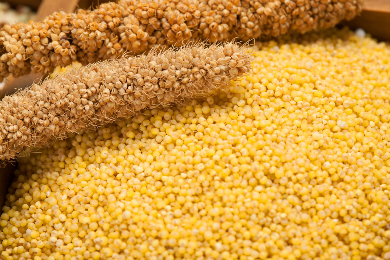 ഊർജ്ജം, ദഹനം, മൊത്തത്തിലുള്ള ഉന്മേഷം എന്നിവയാണ് മില്ലറ്റ് കഴിക്കുന്നതിലൂടെ പ്രധാനമായും ലഭിക്കുന്നത്. അവശ്യ വിറ്റാമിനുകൾ, ധാതുക്കൾ, ഭക്ഷണ നാരുകൾ എന്നിവ മില്ലറ്റുകളിൽ ധാരാളം അടങ്ങിയിട്ടുണ്ട്. കൂടാതെ ഇരുമ്പ്, മഗ്നീഷ്യം, ഫോസ്ഫറസ്, ബി-കോംപ്ലക്സ് വിറ്റാമിനുകൾ എന്നിവയാൽ സമ്പുഷ്ടമായ ഇവ നാഡികളുടെ പ്രവർത്തനം, അസ്ഥികളുടെ ആരോഗ്യം, സുസ്ഥിരമായ ഊർജ്ജ ഉൽപാദനം എന്നിവയെ പിന്തുണയ്ക്കുന്നു. (Image Credits: Gettyimages)