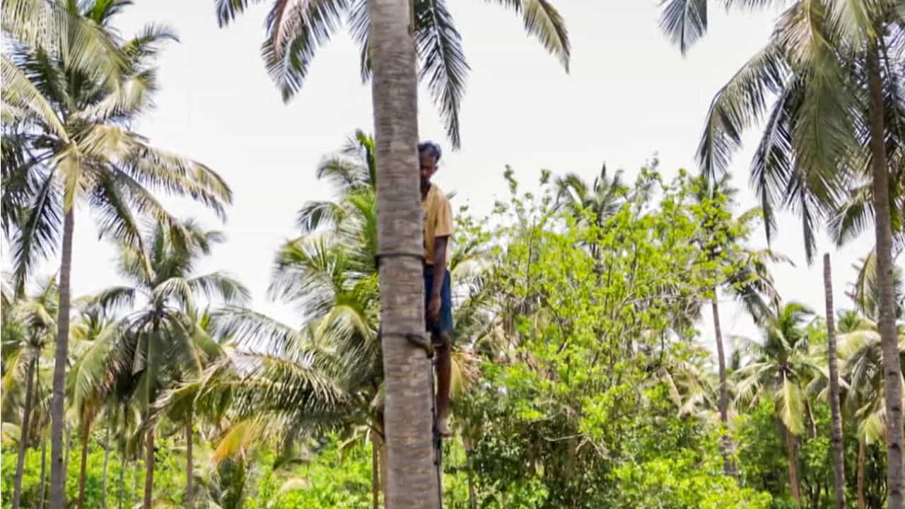 Kera Suraksha Insurance Scheme: കേര സുരക്ഷ ഇൻഷുറൻസ് പദ്ധതി 7ലക്ഷമാക്കുന്നു.... അടക്കേണ്ട വിഹിതം എത്ര എന്നറിയുമോ?