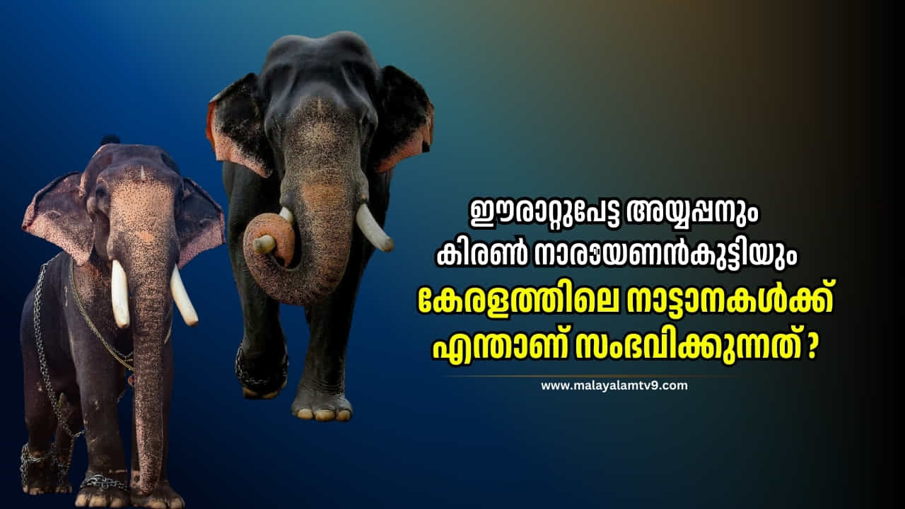 Kiran Naryanankutty Death: കിരൺ നാരായണൻകുട്ടിയുടെ മരണം ? നാട്ടാനകൾക്ക് സംഭവിക്കുന്നതെന്ത്