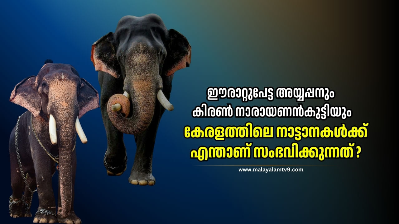 Kiran Naryanankutty Death: കിരൺ നാരായണൻകുട്ടിയുടെ മരണം ? നാട്ടാനകൾക്ക് സംഭവിക്കുന്നതെന്ത്