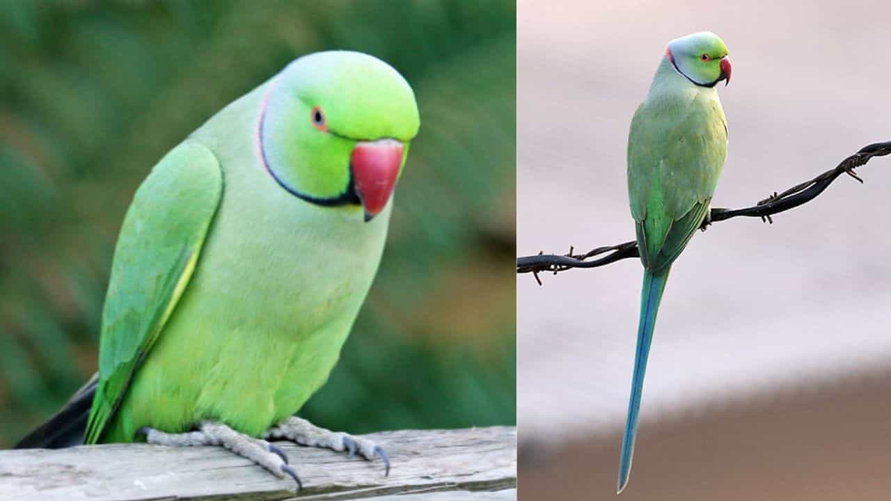 Kerala Parrot Caging: കെണിവെച്ച് പിടിച്ച് കൂട്ടിലാക്കി... ഇപ്പോ ആപ്പിലായി; തത്തയെ വളർത്തിയ വീട്ടുടമസ്ഥനെതിരെ കേസ്