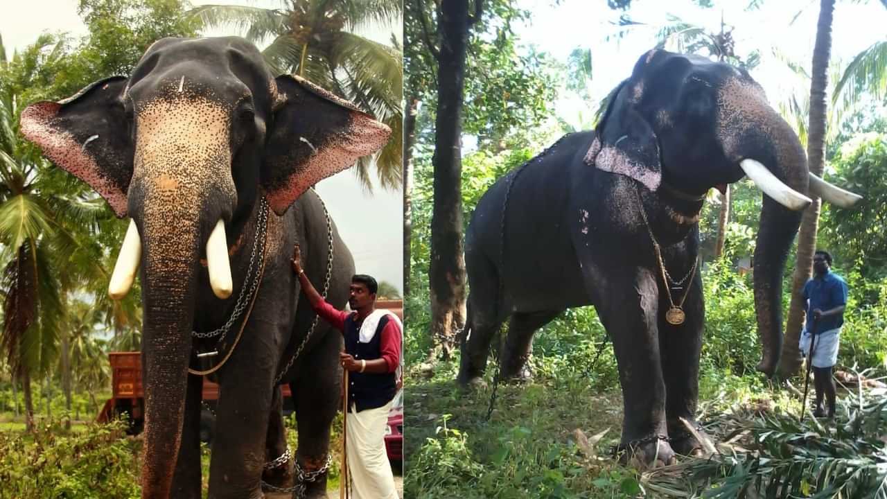 Kiran Narayanan Kutty: ഗജവീരൻ കിരൺ നാരായണൻകുട്ടി ചെരിഞ്ഞു, മറ്റൊരു ആനതാരത്തിന് കൂടി വിട Kiran Narayanan Kutty: ഗജവീരൻ കിരൺ നാരായണൻകുട്ടി ചെരിഞ്ഞു, മറ്റൊരു ആനതാരത്തിന് കൂടി വിട