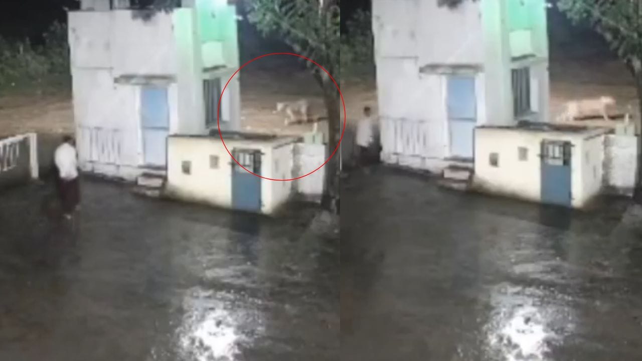 Viral News: ഇവനാണ് യഥാർത്ഥ ഹീറോ! മനുഷ്യനെ കണ്ട് പേടിച്ചോടി സിംഹം; വൈറലായി വീഡിയോ