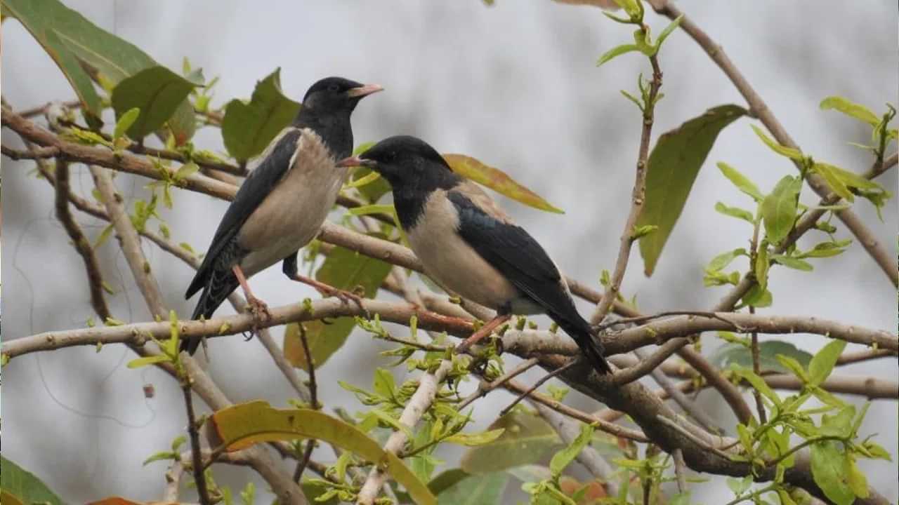 Malayalam Vastu Tips: രാവിലെ പക്ഷികൾ ചിലക്കുന്നത് കേട്ടാൽ ശുഭ സൂചന ?