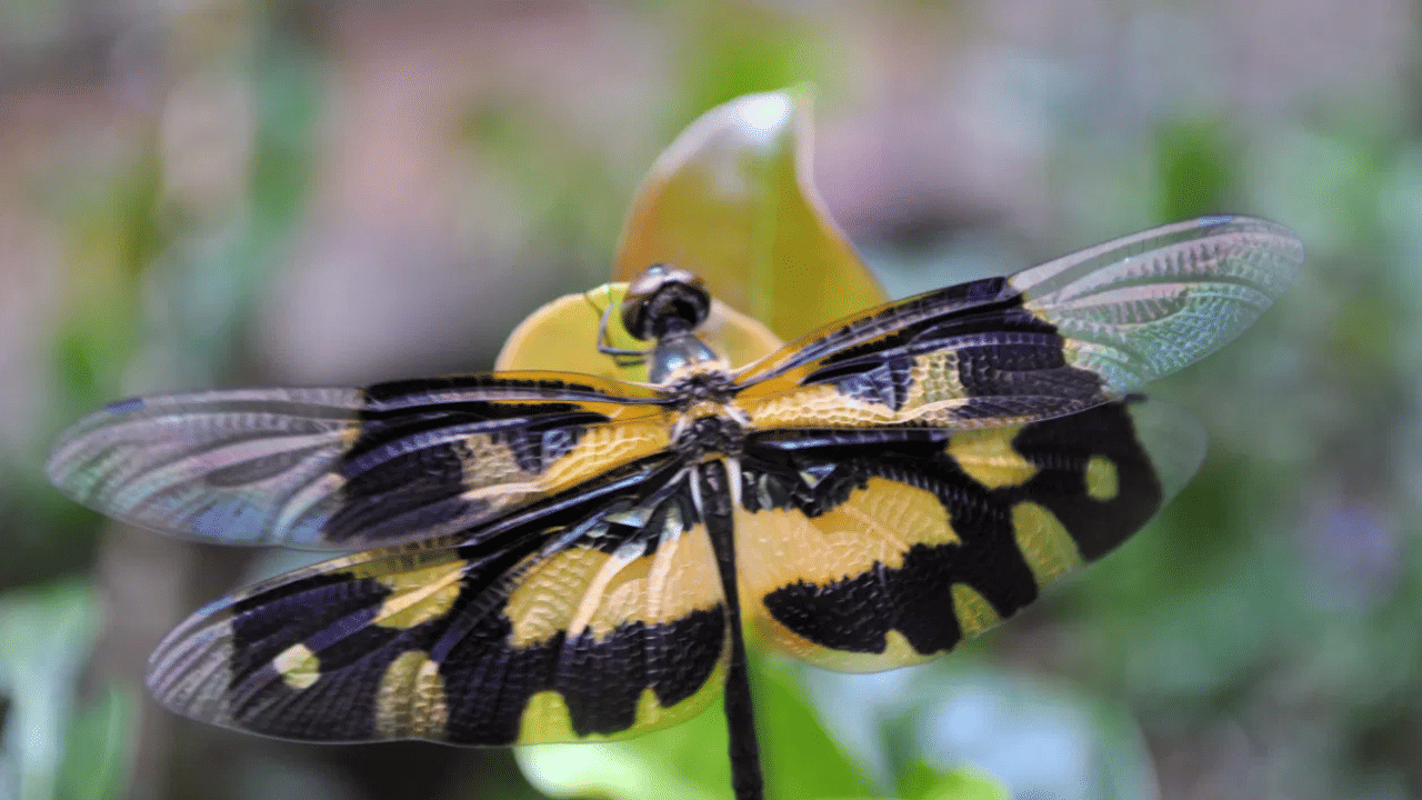 Onam 2025 : ഓണവും തുമ്പിയും: എന്താണ് ഈ ബന്ധം? Onam 2025 : ഓണവും തുമ്പിയും: എന്താണ് ഈ ബന്ധം?