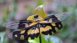 Onam 2025 : ഓണവും തുമ്പിയും: എന്താണ് ഈ ബന്ധം?