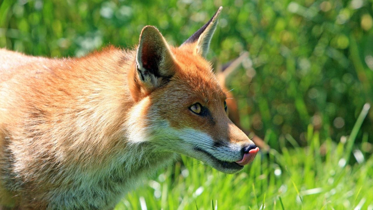Perambra Fox Attack: വീട്ടിലെ മുറിയിൽ കിടന്ന 11കാരിക്ക് കുറുക്കന്റെ കടിയേറ്റു; വയോധികനും പരിക്ക്, സംഭവം പേരാമ്പ്രയിൽ