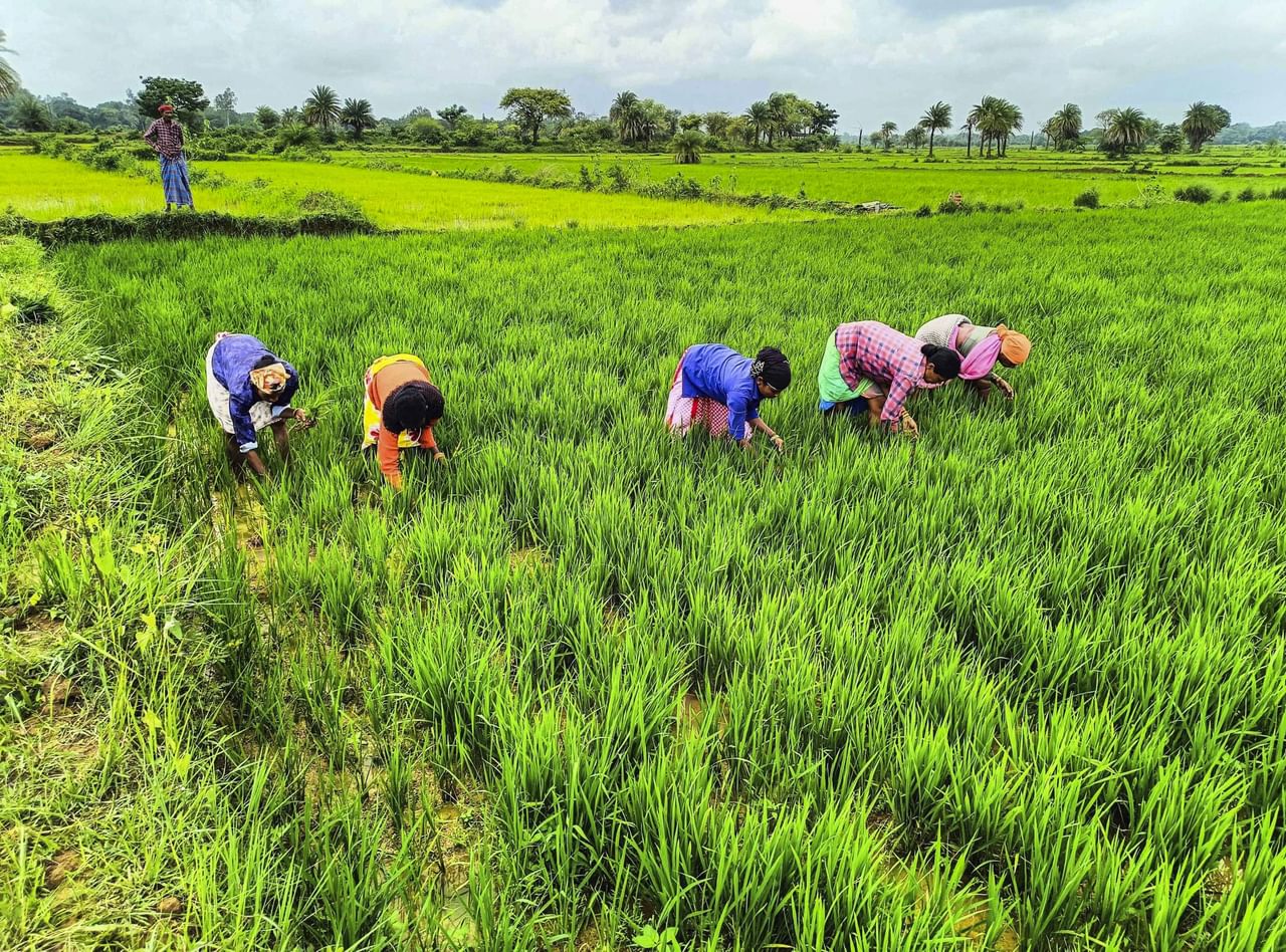 പ്രതീക്ഷകളുടെയും ഐശ്വര്യത്തിൻ്റെ മറ്റൊരു ചിങ്ങപ്പുലരിയെ വരവേറ്റ് മലയാളക്കര. കർക്കിടകത്തിൻ്റെ വറുതിയിൽ നിന്ന് പുത്തൻ പുലരിയിലേക്ക് പോകുന്ന കേരളത്തിൻ്റെ ഗൃഹാതുരതത്തെ ഓർമ്മിപ്പിക്കുന്ന ദിവസം കൂടിയാണിന്ന്. കൂടാതെ മലയാളികൾക്ക് ഇന്ന് പുതുനൂറ്റാണ്ടിന്റെ പിറവി കൂടിയാണ്. 13–ാം നൂറ്റാണ്ടിനും നൂറ്റാണ്ടിലെ ആദ്യവർഷത്തിനുമാണ് ഇന്ന് തുടക്കമാകും എന്നതാണ് ഈ ദിവസത്തിൻ്റെ മറ്റൊരു പ്രത്യേകത. (Image Credits: PTI)