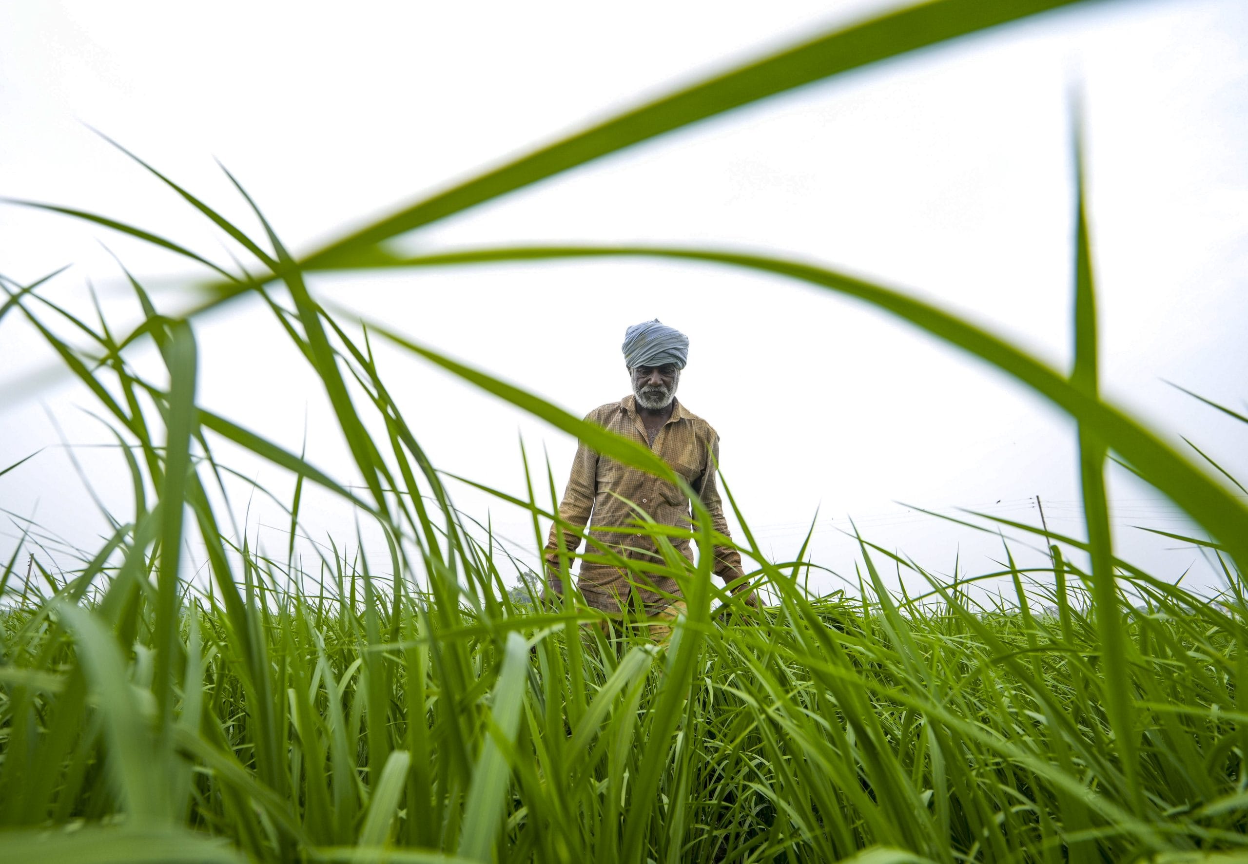 കർഷകദിനം കൂടിയായ ചിങ്ങം ഒന്ന് മലയാളികളെ സംബന്ധിച്ച് ഐശ്വര്യവും സമൃദ്ധിയും നിറയുന്ന നാളുകളിലേക്കുള്ള കാൽവയ്പ്പാണ്. ഇനി മാവേലി മന്നനെയും ഓണത്തെയും വരവേൽക്കാനുള്ള തിരക്കിലാണ് നാട്ടിലെ ഓരോ വീടുകളും. മോടിപിടിപ്പിക്കലും ചെത്തിവാരലും എന്നിങ്ങനെ ഏറെ സന്തോഷം നൽകുന്ന ദിവസങ്ങളാണ് കടന്നുവരാനിരിക്കുന്നത്. (Image Credits: PTI)
