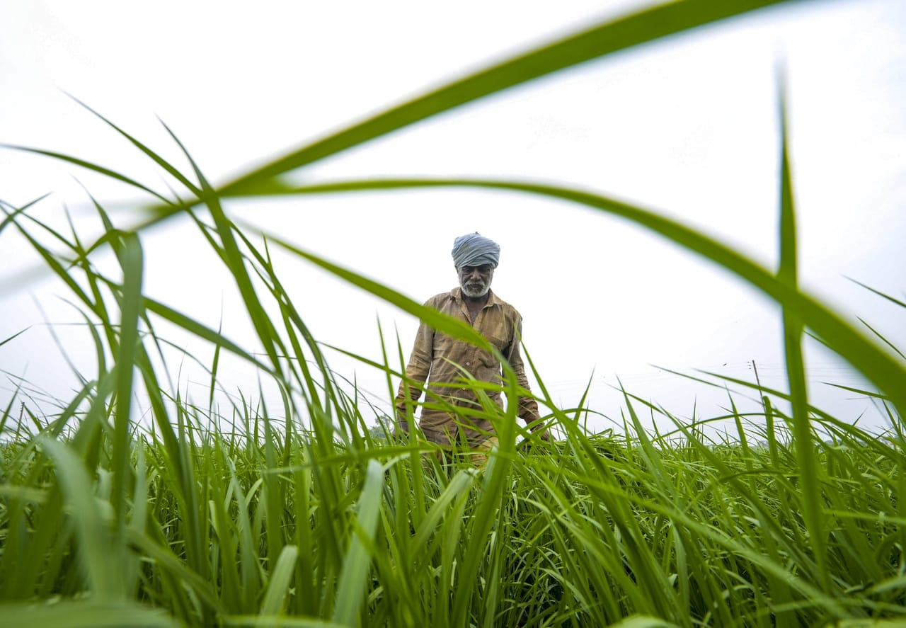 കർഷകദിനം കൂടിയായ ചിങ്ങം ഒന്ന് മലയാളികളെ സംബന്ധിച്ച് ഐശ്വര്യവും സമൃദ്ധിയും നിറയുന്ന നാളുകളിലേക്കുള്ള കാൽവയ്പ്പാണ്. ഇനി മാവേലി മന്നനെയും ഓണത്തെയും വരവേൽക്കാനുള്ള തിരക്കിലാണ് നാട്ടിലെ ഓരോ വീടുകളും. മോടിപിടിപ്പിക്കലും ചെത്തിവാരലും എന്നിങ്ങനെ ഏറെ സന്തോഷം നൽകുന്ന ദിവസങ്ങളാണ് കടന്നുവരാനിരിക്കുന്നത്. (Image Credits: PTI)