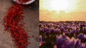 ലോകത്തിലെ ഏറ്റവും വിലയേറിയ കുങ്കുമപ്പൂവ് എങ്ങനെ വീട്ടിൽ വളർത്താം