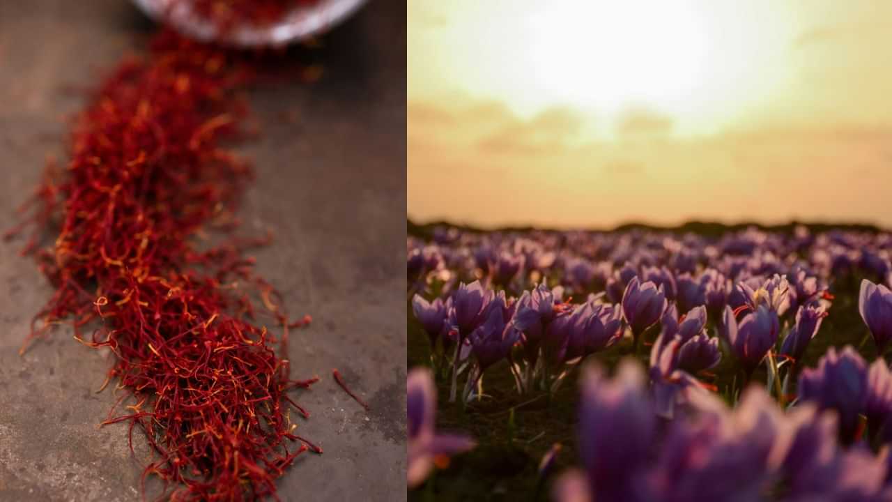 Grow Saffron At Home: ലക്ഷങ്ങൾ കൊയ്യാം വീട്ടിലിരുന്ന്! ലോകത്തിലെ ഏറ്റവും വിലയേറിയ കുങ്കുമപ്പൂവ് എങ്ങനെ വീട്ടിൽ വളർത്താം Grow Saffron At Home: ലക്ഷങ്ങൾ കൊയ്യാം വീട്ടിലിരുന്ന്! ലോകത്തിലെ ഏറ്റവും വിലയേറിയ കുങ്കുമപ്പൂവ് എങ്ങനെ വീട്ടിൽ വളർത്താം