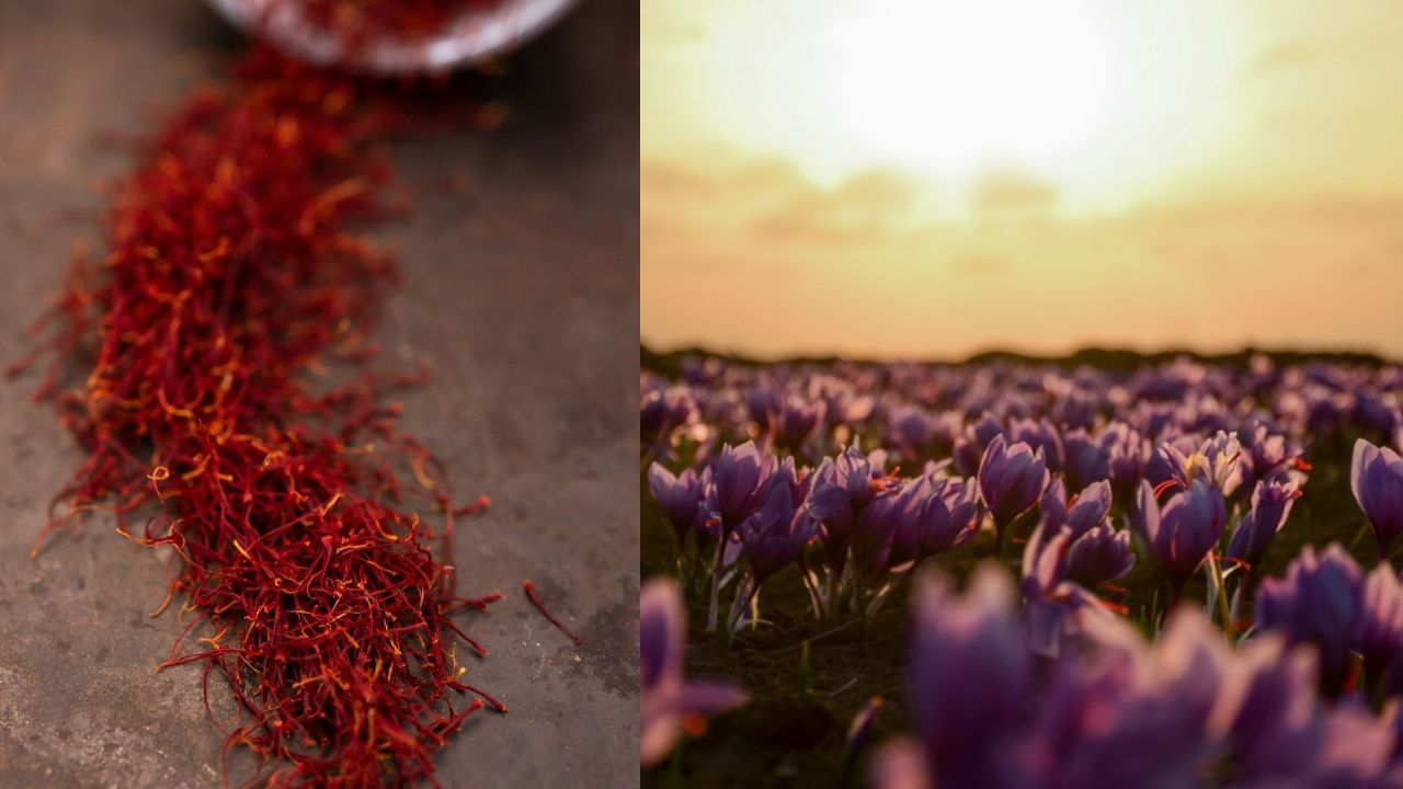 Grow Saffron At Home: ലക്ഷങ്ങൾ കൊയ്യാം വീട്ടിലിരുന്ന്! ലോകത്തിലെ ഏറ്റവും വിലയേറിയ കുങ്കുമപ്പൂവ് എങ്ങനെ വീട്ടിൽ വളർത്താം