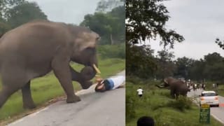 Viral News: പുള്ളിപ്പുലിക്ക് രാഖി കെട്ടി യുവതിയുടെ സാഹസം; ‘കിളി പോയോ’ എന്ന് സോഷ്യല്‍ മീഡിയ