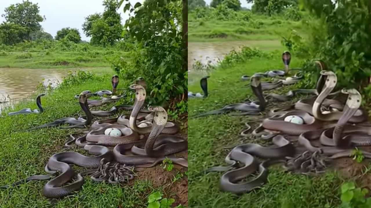 Viral Video: പേടിക്കേണ്ട പ്രേമാ പാമ്പാ പാമ്പ്! ഇത്രയും മൂര്‍ഖനെ ഒരുമിച്ച് കണ്ടിട്ടുണ്ടോ?