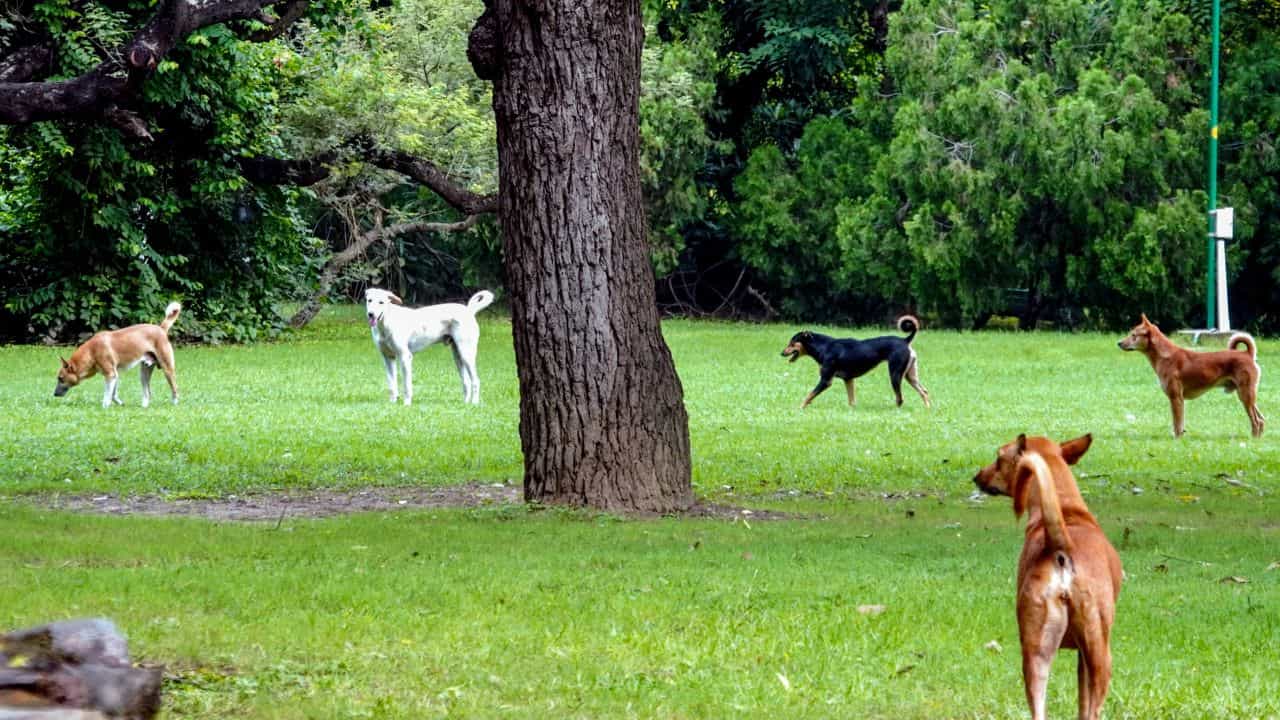 Stray Dogs Case: തെരുവുനായ വിഷയത്തിൽ സുപ്രധാന നടപടി, വന്ധ്യംകരണവും വാക്സിനേഷനും നിർബന്ധമാക്കി കേന്ദ്രം , വിശദാംശങ്ങൾ