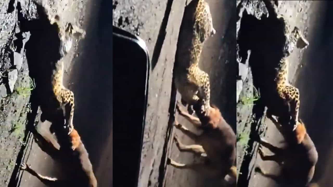 Stray Dog And Leopard: ഏത് നായയ്ക്കും ഒരു ദിവസമുണ്ട്; പുള്ളിപ്പുലിയെ സാഹസികമായി കീഴ്പ്പെടുത്തി തെരുവ് നായ