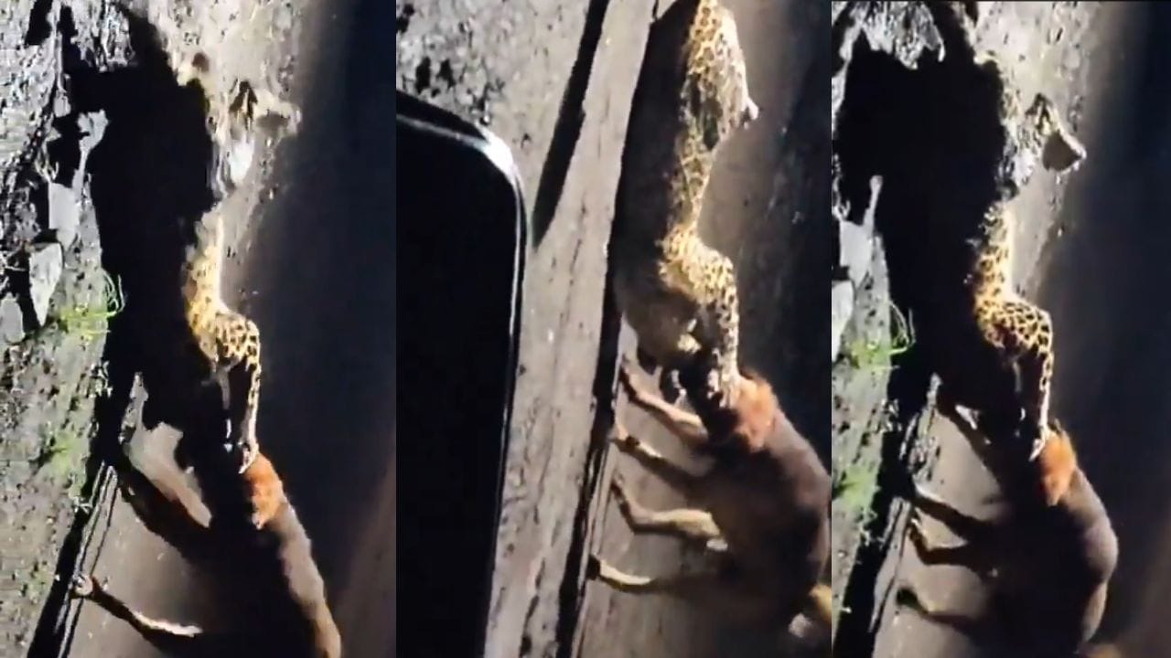 Stray Dog And Leopard: ഏത് നായയ്ക്കും ഒരു ദിവസമുണ്ട്; പുള്ളിപ്പുലിയെ സാഹസികമായി കീഴ്പ്പെടുത്തി തെരുവ് നായ