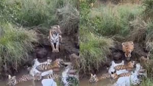 Viral Video: കുഞ്ഞുങ്ങളെ കുളിപ്പിച്ചെടുത്ത് കടുവ; ദൃശ്യങ്ങള്‍ വൈറലാകുന്നു