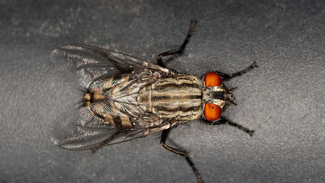 കുറച്ചു കാപ്പിപ്പൊടി എടുത്ത് ഒരു പാത്രത്തിൽ സൂക്ഷിക്കുന്നതും പ്രാണികളെയും ഈച്ചകളെയും തുരത്താൻ സഹായിക്കും. കാപ്പിയുടെ ഗന്ധമാണ് അവയെ ഓടിക്കാൻ സഹായിക്കുന്നത്. (Image Credits: Pexels)