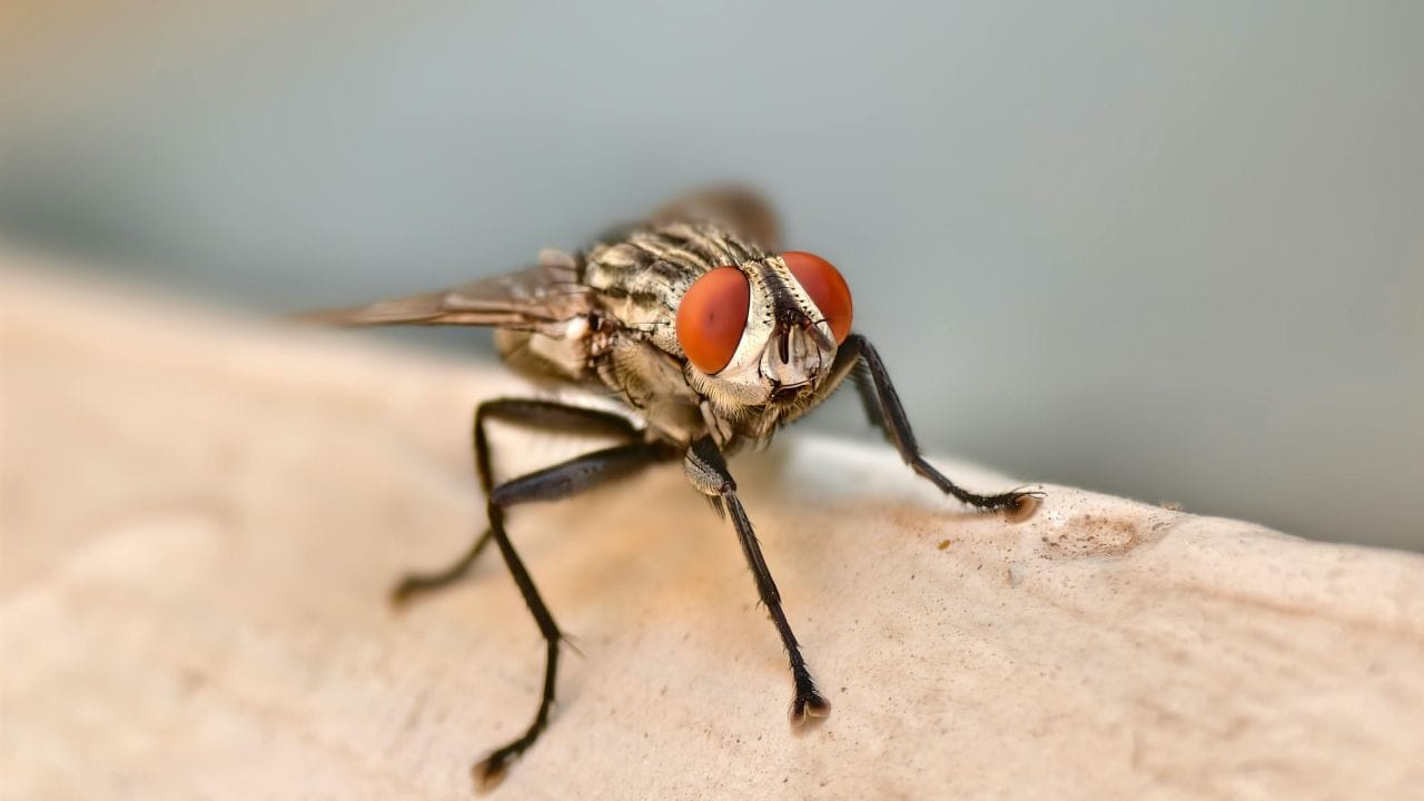 ഗ്രാമ്പൂ ചേർത്ത് ഭക്ഷണം കഴിക്കുന്നത് ആരോഗ്യത്തിന് വളരെ നല്ലതാണ്. പല രോഗങ്ങളെയും ചെറുക്കാൻ ഇത് സഹായിക്കും. അതുപോലെ തന്നെ, ഗ്രാമ്പു പൊടിച്ച് അടുക്കളയുടെ കോണുകളിൽ വിതറുന്നത് ഈച്ച ശല്യം കുറയ്ക്കും. ഇതിന്റെ ഗന്ധം പ്രാണികളെ അകറ്റി നിർത്തും. (Image Credits: Pexels)