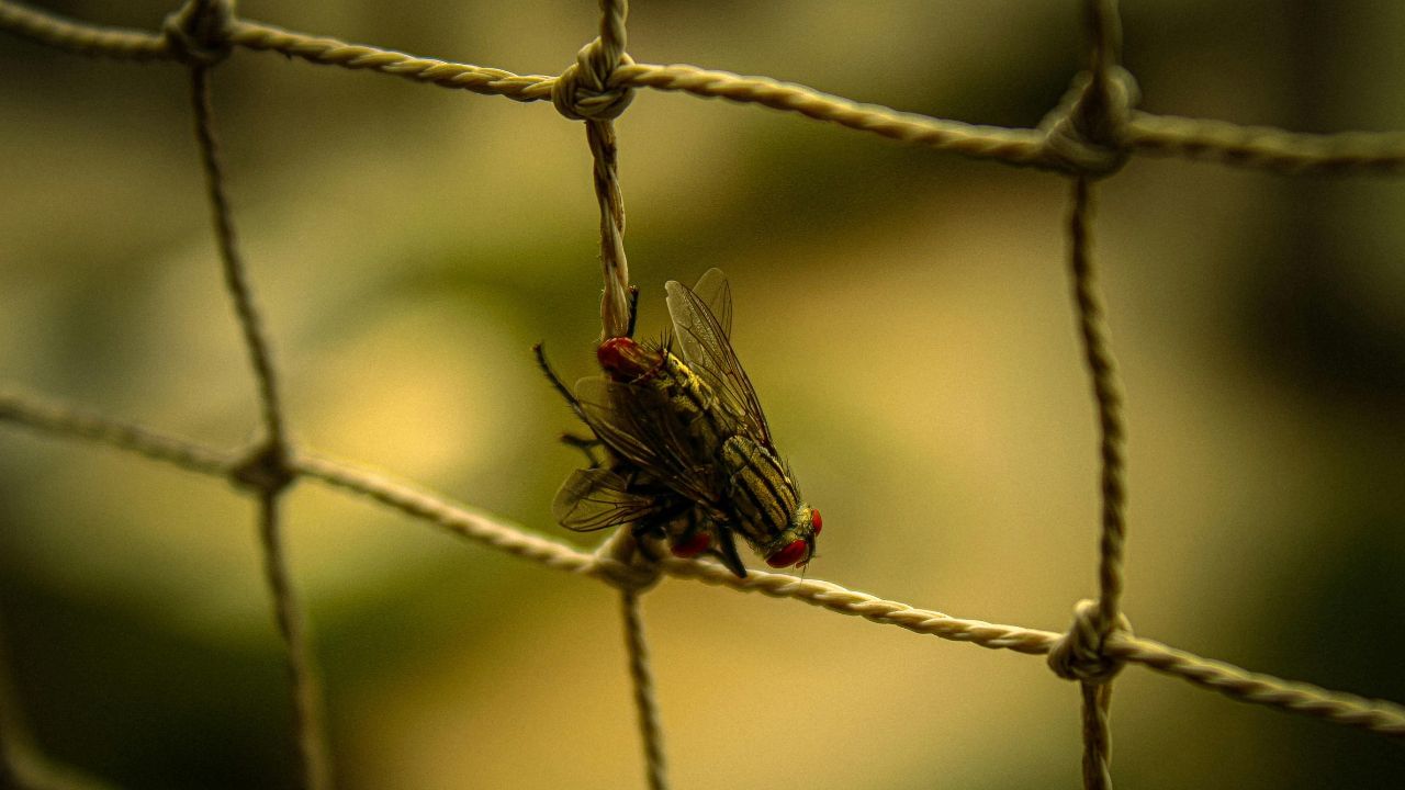 വിനാഗിരി ഉപയോഗിച്ച് വീട് വൃത്തിയാക്കുന്നത് പ്രാണികളെയും ഈച്ചയെയുമൊക്കെ ഓടിക്കാൻ ഗുണം ചെയ്യും. ഇതിന്റെ അസിഡിക് സ്വഭാവമാണ് ഇതിന് സഹായിക്കുന്നത്. (Image Credits: Pexels)
