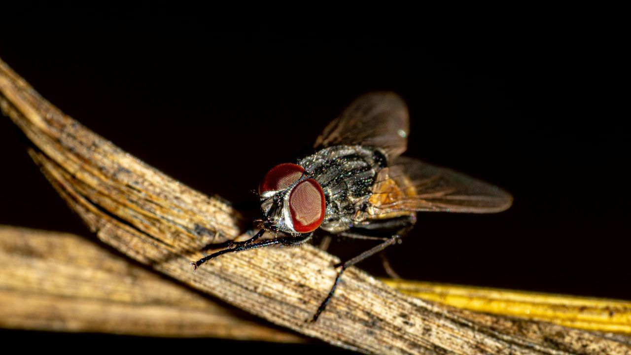 പുതിനയിലയും തുളസിയിലയും വെള്ളത്തിൽ ചേർത്ത് നന്നായി അരച്ചെടുത്ത ശേഷം ഒരു സ്പ്രേ ബോട്ടിലിൽ ആക്കി ഈച്ച ശല്യം ഉള്ള ഇടങ്ങളിൽ സ്പ്രേ ചെയ്ത് കൊടുക്കുന്നത് അവയെ തുരത്താൻ സഹായിക്കും. (Image Credits: Pexels)