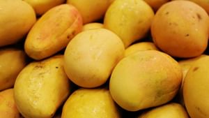 Tips to Keep Mangoes Fresh: മാങ്ങ കേടുവരാതെ സൂക്ഷിക്കാം; ഇതാ ചില പൊടിക്കൈകൾ
