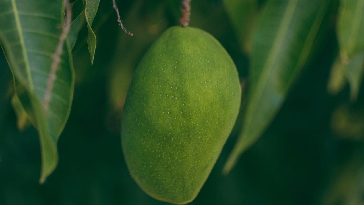 പഴുക്കാത്ത മാങ്ങയാണെങ്കിൽ ഫ്രിഡ്ജിൽ സൂക്ഷിക്കുന്നത് ഒഴിവാക്കുന്നതാണ് നല്ലതാണ്. ചൂട് ലഭിച്ചാലേ പച്ച മാങ്ങ പഴുക്കുകയുള്ളൂ. പഴുക്കുന്നതിന് മുമ്പ് തന്നെ ഫ്രഡ്ജിൽ സൂക്ഷിച്ചാൽ മാങ്ങ കേടുവരാൻ സാധ്യതയുണ്ട്. അതിനാൽ, വായുസഞ്ചാരമുള്ള അധികം ചൂടിലാത്ത സ്ഥലങ്ങളിൽ തുണിയിലോ പേപ്പറിലോ മാങ്ങ സൂക്ഷിക്കാം. (Image Credits: Pexels)
