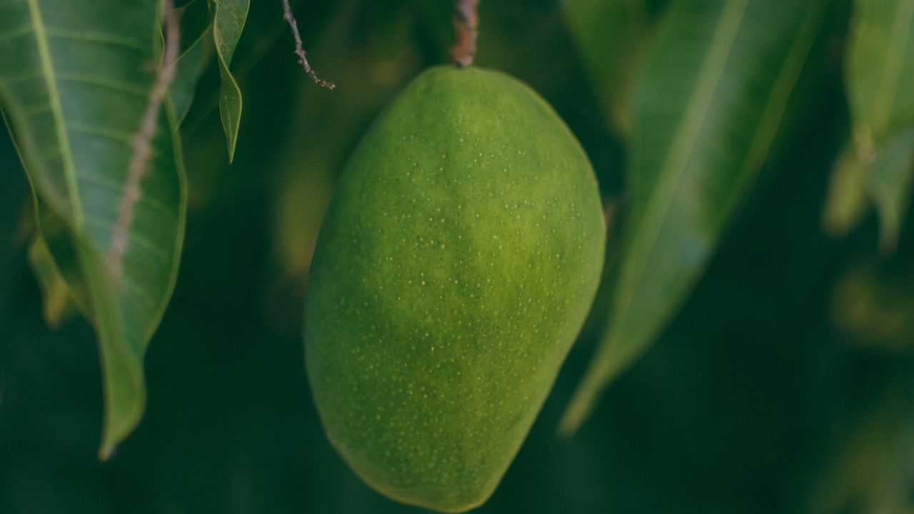 പഴുക്കാത്ത മാങ്ങയാണെങ്കിൽ ഫ്രിഡ്ജിൽ സൂക്ഷിക്കുന്നത് ഒഴിവാക്കുന്നതാണ് നല്ലതാണ്. ചൂട് ലഭിച്ചാലേ പച്ച മാങ്ങ പഴുക്കുകയുള്ളൂ. പഴുക്കുന്നതിന് മുമ്പ് തന്നെ ഫ്രഡ്ജിൽ സൂക്ഷിച്ചാൽ മാങ്ങ കേടുവരാൻ സാധ്യതയുണ്ട്. അതിനാൽ, വായുസഞ്ചാരമുള്ള അധികം ചൂടിലാത്ത സ്ഥലങ്ങളിൽ തുണിയിലോ പേപ്പറിലോ മാങ്ങ സൂക്ഷിക്കാം. (Image Credits: Pexels)