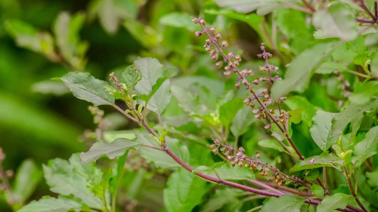 Tulsi For Cortisol: ഉറക്കം, സമ്മർദ്ദം! കോർട്ടിസോളിന്റെ അളവ് കുറയ്ക്കാൻ തുളസി; എങ്ങനെയാണ് അവ പ്രവർത്തിക്കുന്നത് Tulsi For Cortisol: ഉറക്കം, സമ്മർദ്ദം! കോർട്ടിസോളിന്റെ അളവ് കുറയ്ക്കാൻ തുളസി; എങ്ങനെയാണ് അവ പ്രവർത്തിക്കുന്നത്