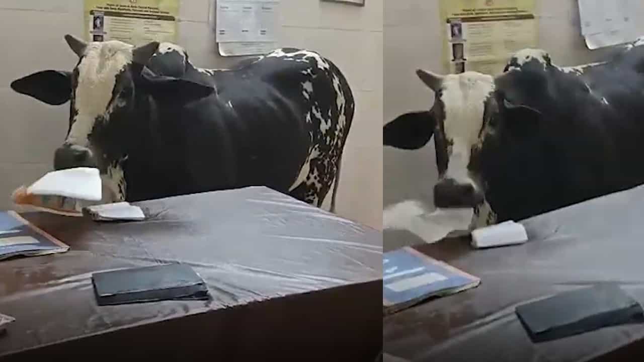 Viral Video | കാള ആശുപത്രിയിൽ എത്തി, ഒപിയിൽ ആദ്യം കണ്ടത് അകത്താക്കി, പക്ഷെ