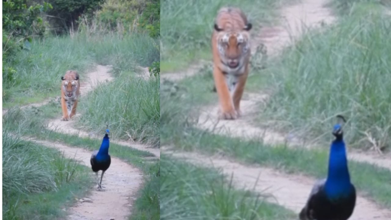 Viral video: ഇത് പ്രകൃതിയുടെ സ്വാതന്ത്ര്യദിനാഘോഷം, കടുവയും മയിലും ഒരേ ഫ്രെയിമിൽ എത്തിയപ്പോൾ