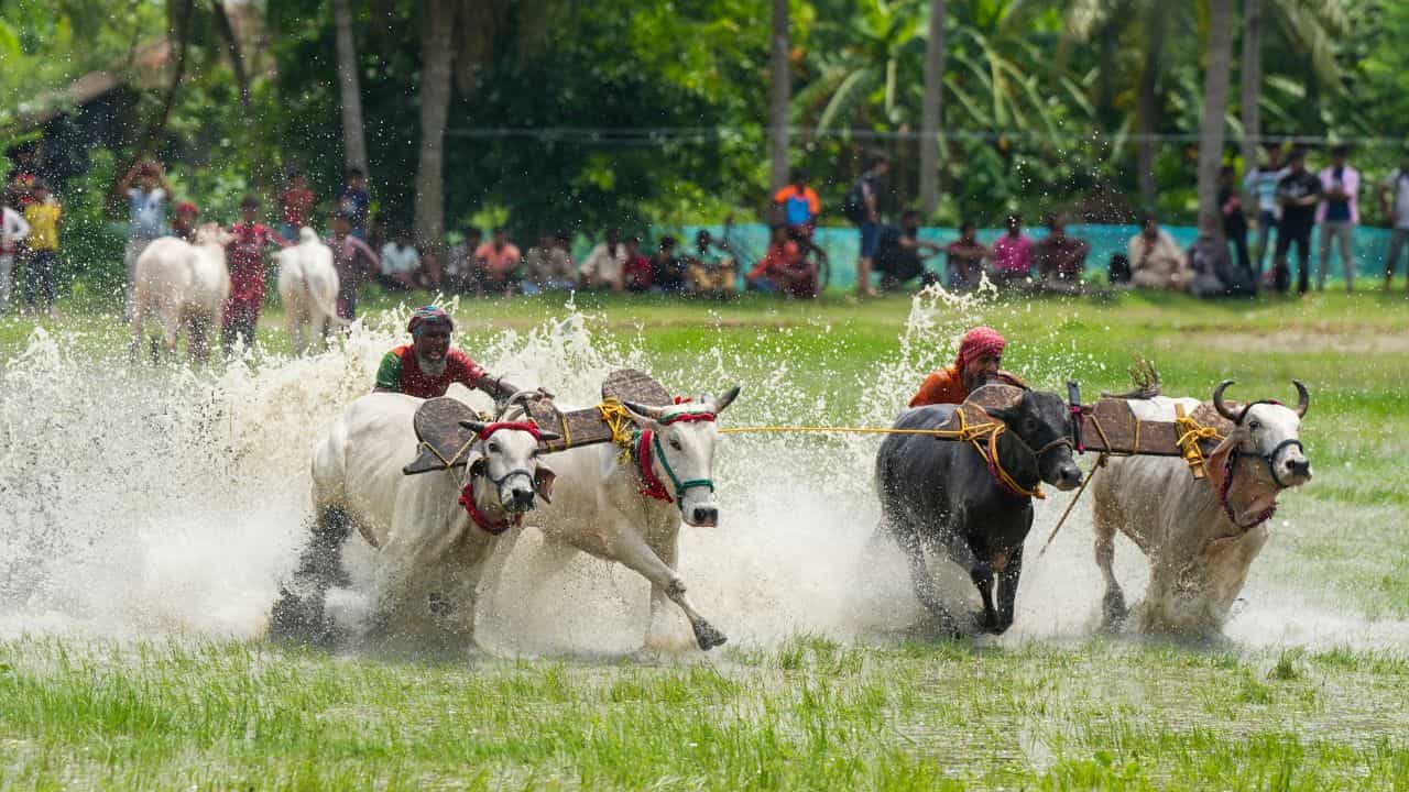 Chingam 1 Importance: നാളെ ചിങ്ങം പിറക്കും, മലയാളിയുടെ കൊല്ലം കണക്കിന് 1201 വയസ്സ്, അധികം കിട്ടിയ വസന്തകാലമുൾപ്പെടെ ചിങ്ങത്തെപ്പറ്റി അറിയേണ്ടതെല്ലാം