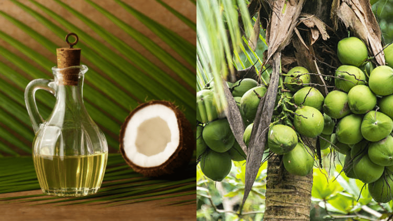 Coconut Oil Price: ആശ്വാസത്തോടെ ഓണമുണ്ണാം; വെളിച്ചെണ്ണ വില കുറഞ്ഞു, തേങ്ങ വിലയും താഴേക്ക്