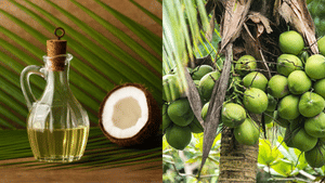 Coconut Oil Price: ആശ്വാസത്തോടെ ഓണമുണ്ണാം; വെളിച്ചെണ്ണ വില കുറഞ്ഞു, തേങ്ങ വിലയും താഴേക്ക്